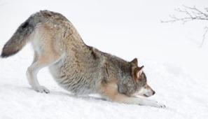 Mets&auml;st&auml;j&auml;liitto: Susia on enemm&auml;n kuin arveltiin, siksi niit&auml; kaatuu nyt l&auml;j&auml;p&auml;in | Demokraatti.fi | 1Uutiset - Lukemisen t&auml;hden | Scoop.it