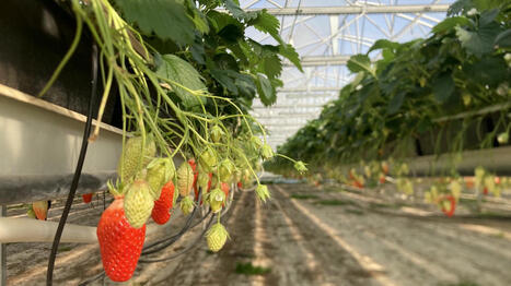 FRUITS & LEGUMES : face à la concurrence étrangère, les producteurs français arrivent à résister en misant sur la qualité | FRUITS ET LÉGUMES | Scoop.it