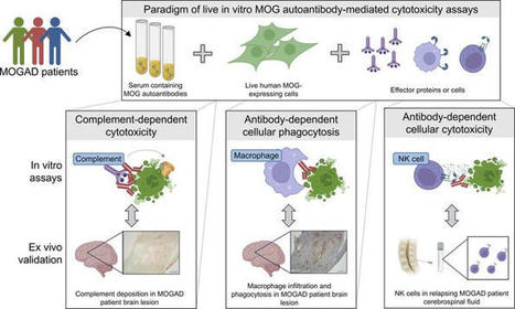 JCI Insight - MOGAD patient autoantibodies induce complement, phagocytosis, and cellular cytotoxicity | AUTOIMMUNITY | Scoop.it