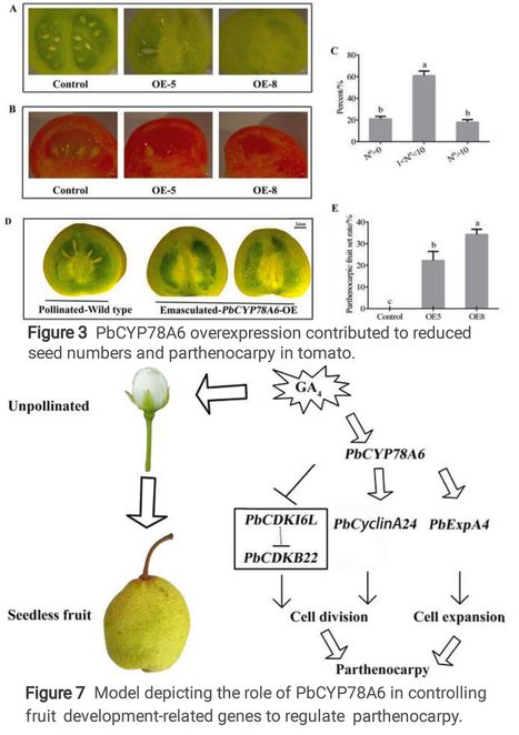 Downstream of GA4, PbCYP78A6 Regulates Parthenogenesis by Mediating Cell Cycle-Related Genes in Pear (Pyrus bretschneideri Rehd.) - Preprint | Plant hormones (Literature sources on phytohormones and plant signalling) | Scoop.it