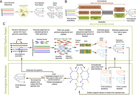 Accurate, scalable, and fully automated inference of species trees from raw genome assemblies using ROADIES | pnas | RMH | Scoop.it
