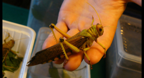 [Photos] Quatre mille fans de petites bêtes à Reptil’Expo | Variétés entomologiques | Scoop.it