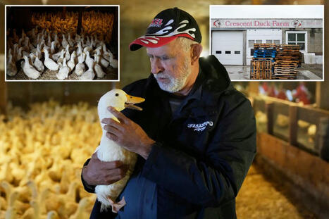 Ducks return to Crescent Duck Farm on Long Island after losing entire flock to bird flu - AP News | Operation Deimos | Scoop.it