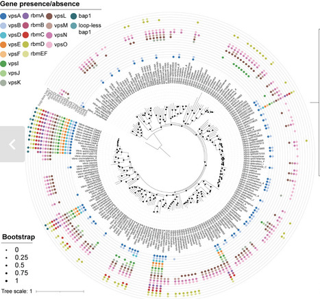 Comprehensive genomic and evolutionary analysis...
