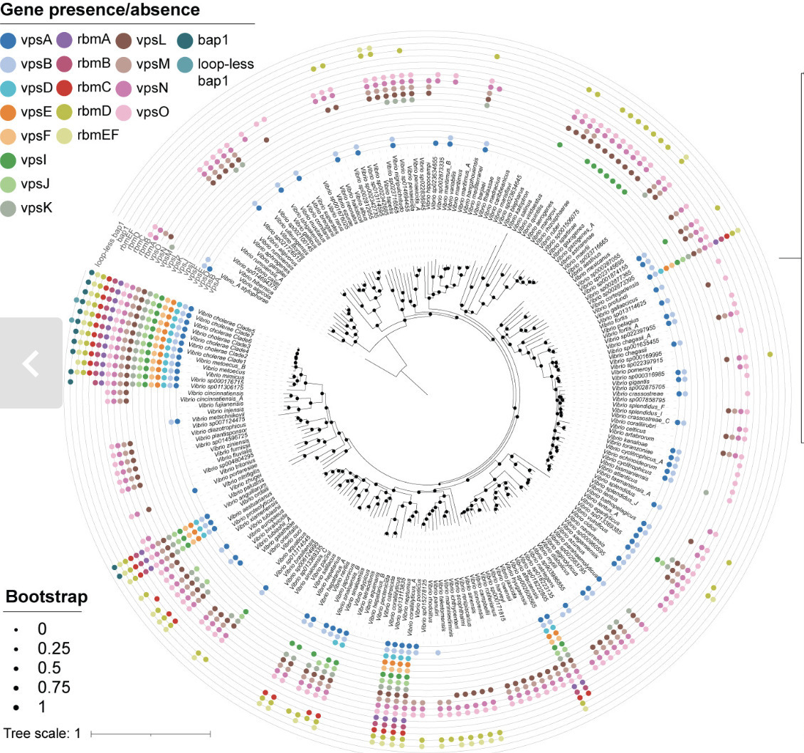 Comprehensive genomic and evolutionary analysis...