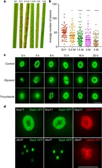 Nature: A sensor kinase controls turgor-driven plant infection by the rice blast fungus (2019) | Publications from The Sainsbury Laboratory | Scoop.it