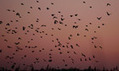 Garden starlings in 79% UK decline | Gardening Life | Scoop.it
