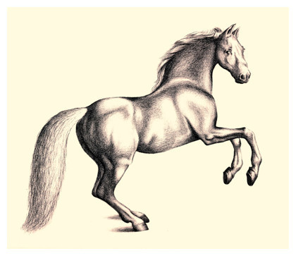 How to Draw a Horse | Drawing and Painting Tutorials | Scoop.it