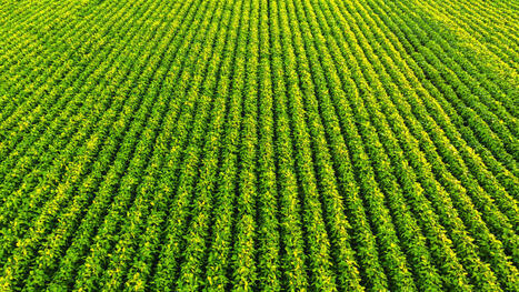 Br&eacute;sil: deux g&eacute;ants internationaux du soja se retirent du moratoire pour la protection de l'Amazonie | CORPS GRAS | Scoop.it