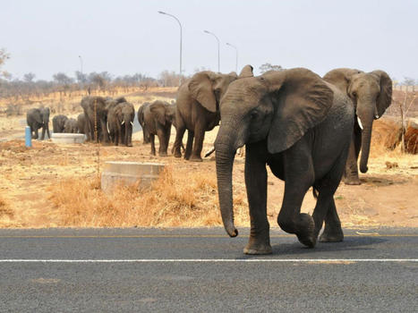 Covid-19 : les animaux se sont réapproprié le territoire avec les confinements | COVID-19 : Le Jour d'après et la biodiversité | Scoop.it