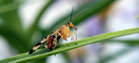 Mouches, viol et voitures piégées… La sexualité, sujet scientifique sensible | EntomoScience | Scoop.it