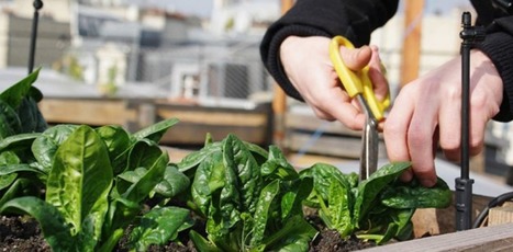 Non, tout ce qui pousse en ville n’est pas pollué | Les Colocs du jardin | Scoop.it