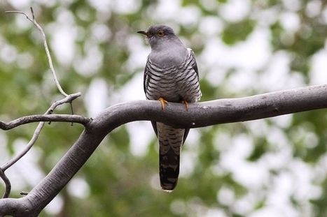 Le cri de la femelle coucou serait une ruse | Les oiseaux au gré du vent | Scoop.it