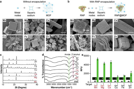 CRISPR in MOF Formulation with Enhanced Stability, Activity, and Altered PAM Specificity for Broad-Spectrum Diagnosis of Bacterial Sepsis | advS | RMH | Scoop.it