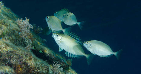 CLIMAT : Réchauffement climatique : avec les canicules marines, poissons et oiseaux marins trinquent | CIHEAM Press Review | Scoop.it