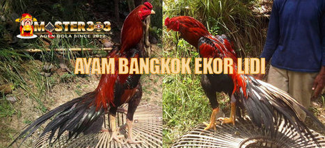 Ternak Ayam Bangkok Silang Birma