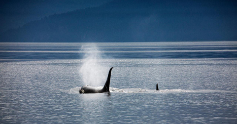 No Budget? No Problem: 7 Free LinkedIn Marketing Tactics | Public Relations & Social Marketing Insight | Scoop.it