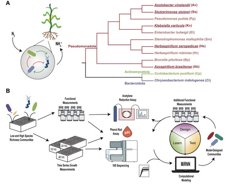 Decoding the role of microbial interspecies interactions on nitrogen fixation | brveco | RMH | Scoop.it