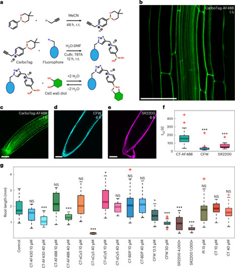 CarboTag: a modular approach for live and functional imaging of plant cell walls | Nmet | RMH | Scoop.it