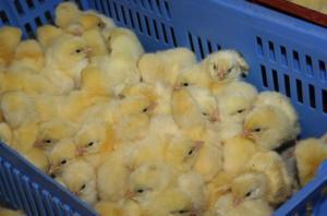 Les doutes de l’accouvage français - 15-11-2013 - REUSSIR AVICULTURE | SCIENCES DE L' ANIMAL | Scoop.it