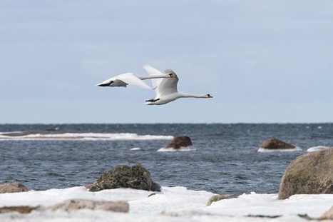 Suomen Luonto - On kevät | 1Uutiset - Lukemisen tähden | Scoop.it