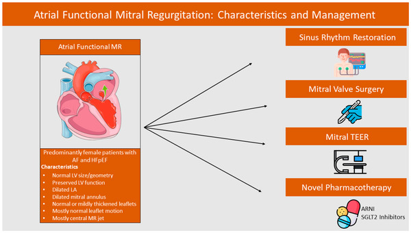 Atrial Functional Mitral Regurgitation: From Diagnosis to Current Interventional Therapies | Transcatheter Treatment of Mitral Regurgitation | Scoop.it