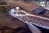 Modulation of rainbow trout (Oncorhynchus mykiss) intestinal ... | Mucosal Immunity | Scoop.it