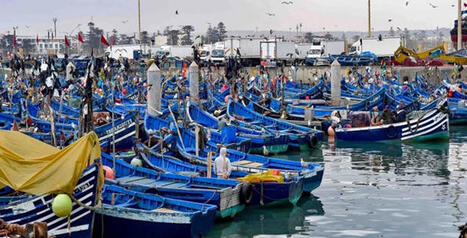 Ports situés sur la MEDITERRANEE : Hausse de 5% des débarquements de pêche à fin septembre – | CIHEAM Press Review | Scoop.it