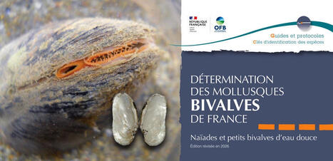 D&eacute;termination des mollusques bivalves de France - Na&iuml;ades et petits bivalves d'eau douce - OFB | Biodiversit&eacute; | Scoop.it