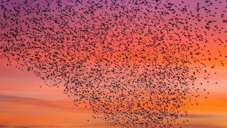 L’alarmante disparition des oiseaux | KILUCRU | Scoop.it