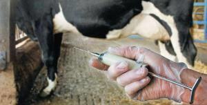 L’agriculture suisse a réduit l’usage des antibiotiques | Lait de Normandie... et d'ailleurs | Scoop.it