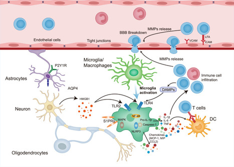 Molecular Mechanisms of Ischemic Stroke | Neurovascular Intervention | Scoop.it