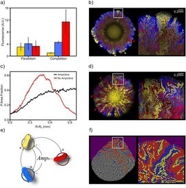 Spatial dynamics of synthetic microbial mutualists and their parasites | RMH | Scoop.it
