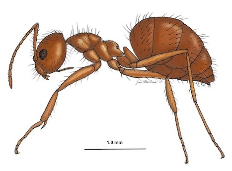 Les fourmis folles sont en train de supplanter les fourmis de feu, d'après les chercheurs [en anglais] | Insect Archive | Scoop.it