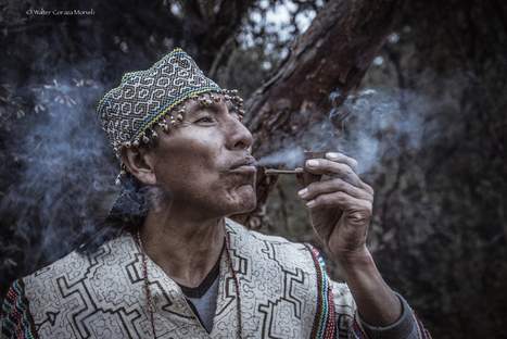 El tabaco es la “medicina rey”, también contra el Covid-19 | Ayahuasca News | Scoop.it