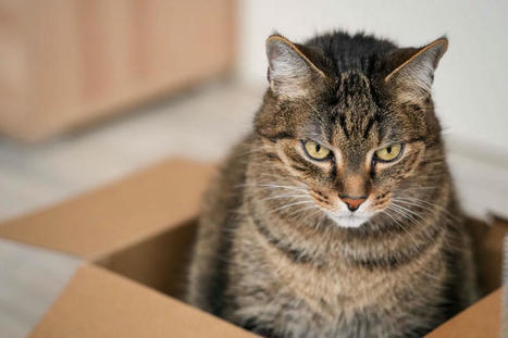 Kissa lähetettiin vahingossa postissa Yhdysvalloissa | 1Uutiset - Lukemisen tähden | Scoop.it