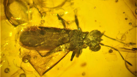 Un entomologiste chilien d&eacute;couvre la plus ancienne punaise fossilis&eacute;e de la famille des Geocoridae, connue sous le nom de punaise &agrave; gros yeux, dat&eacute;e d'environ 99 millions d'ann&eacute;es | EntomoNews | Scoop.it