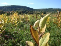 Milkweed! | Gardening Life | Scoop.it