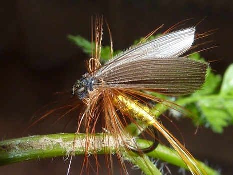 En mai, la mouche d'Ornans fait ce qu'il lui plaît ! | Variétés entomologiques | Scoop.it