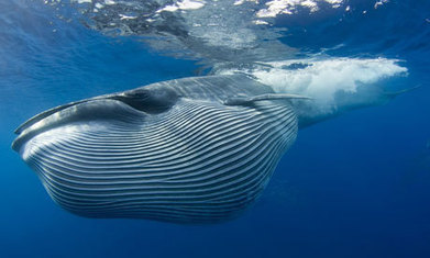 SONAR, SEISMIC TESTING AND WHALES ARE A DEADLY MIX: The Acoustic World Beneath The Waves | OUR OCEANS NEED US | Scoop.it
