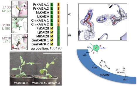 Des analyses structurales et fonctionnelles expliquent la diversité des récepteurs KAI2 du pois et révèlent une catalyse stéréosélective pendant la perception du signal buténolide | Life Sciences Université Paris-Saclay | Scoop.it