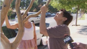 People Worship Weeping Tree In California, Tears Are Actually Insect Excrement | In The Name Of God | Scoop.it