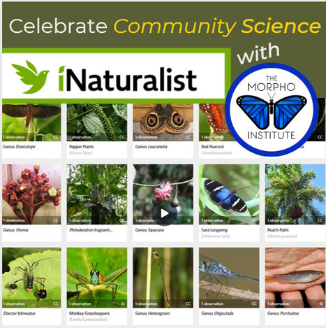 Celebrate Community Science Month with Morpho!  | RAINFOREST EXPLORER | Scoop.it