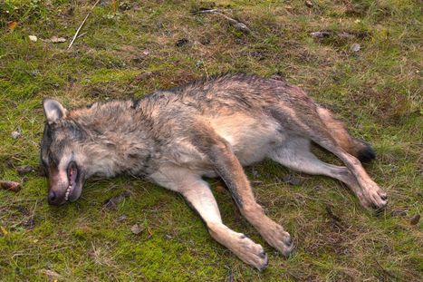 Abattage du loup : une guerre absurde contre la vie sauvage | Loup | Scoop.it