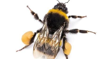 Les preuves s'accumulent : Deux nouvelles &eacute;tudes confirment l'impact des n&eacute;onicotino&iuml;des sur les abeilles et les bourdons | Biodiversit&eacute; | Scoop.it