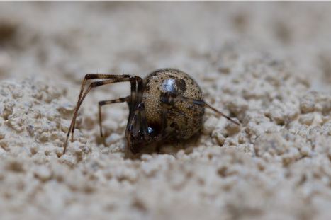 Voir les araignées autrement | Variétés entomologiques | Scoop.it