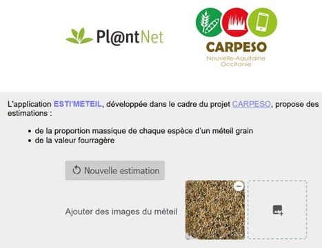 Esti’Méteil : Une appli pour estimer la composition d’un méteil grain à partir de photos | Lait de Normandie... et d'ailleurs | Scoop.it