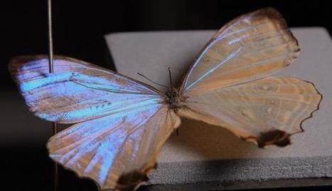 Un papillon solaire | EntomoNews | Scoop.it
