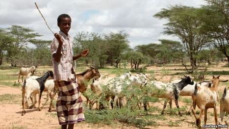 Northern Kenya's Drought-hit Herders Pin Hopes on Desert Farming | Gender & Protection in East Africa | Scoop.it