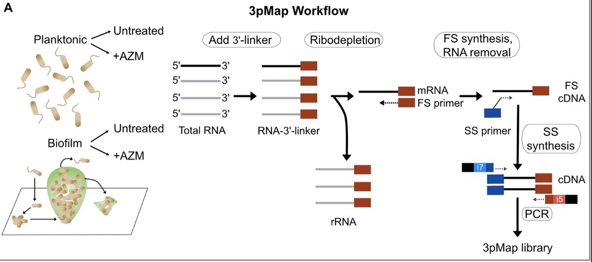 Quantitative mapping of mRNA 3’ ends in P...